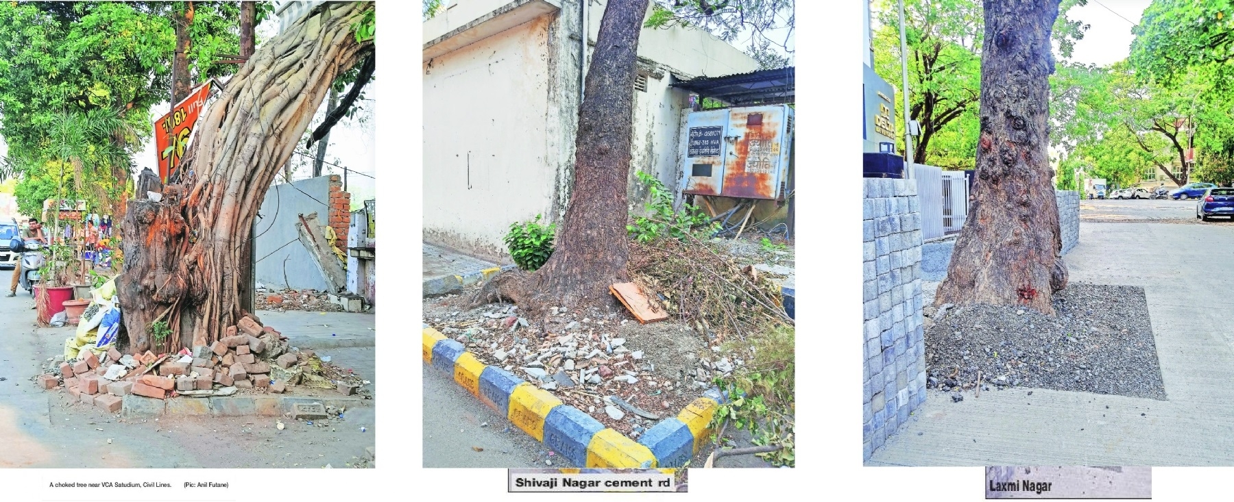 Only 15 trees dechoked NMC tells High Court