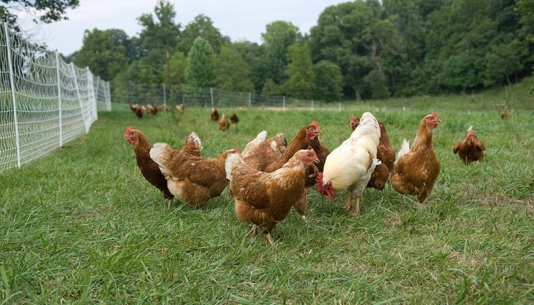 Are free-range eggs really better NVCs study questions popular belief