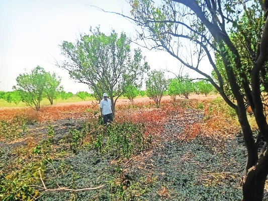 Short circuit causes loss to farmer in Savangi Vyavahare