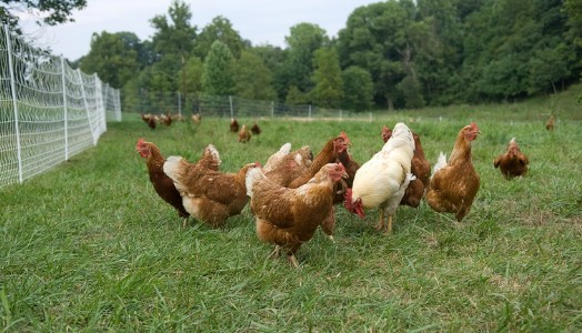 Are free-range eggs really better? NVC’s study questions popular belief