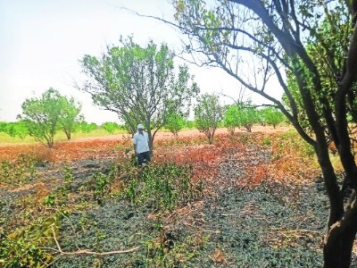 Short circuit causes loss to farmer in Savangi Vyavahare
