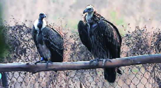 Nature’s teaching Wild Himalayan Griffon, captive long-billed vultures soar, forage together in Melghat