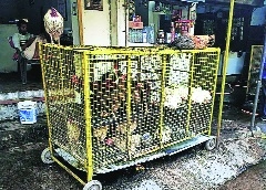Chickens in an overcrowded wired-cages at a meat shop