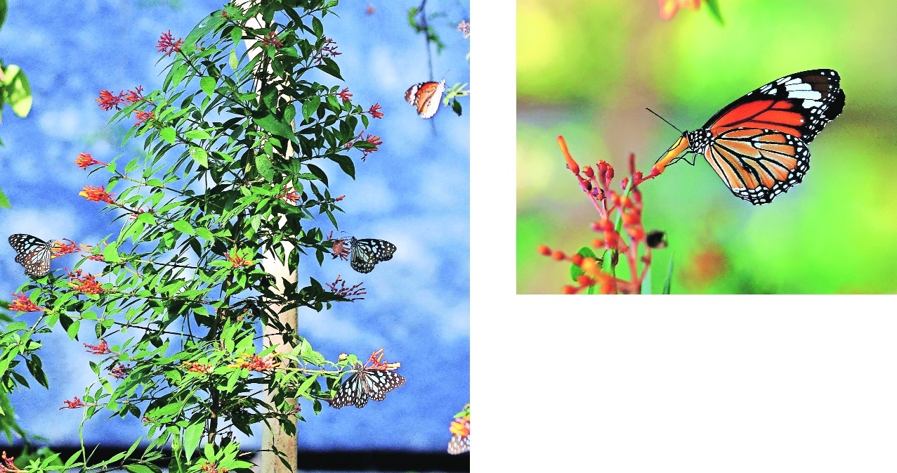 Clusters of Blue Tiger butterflies 