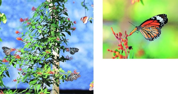 A patch in Ambazari Garden that comes alive with butterflies!