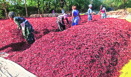 Red chilli prices escalate