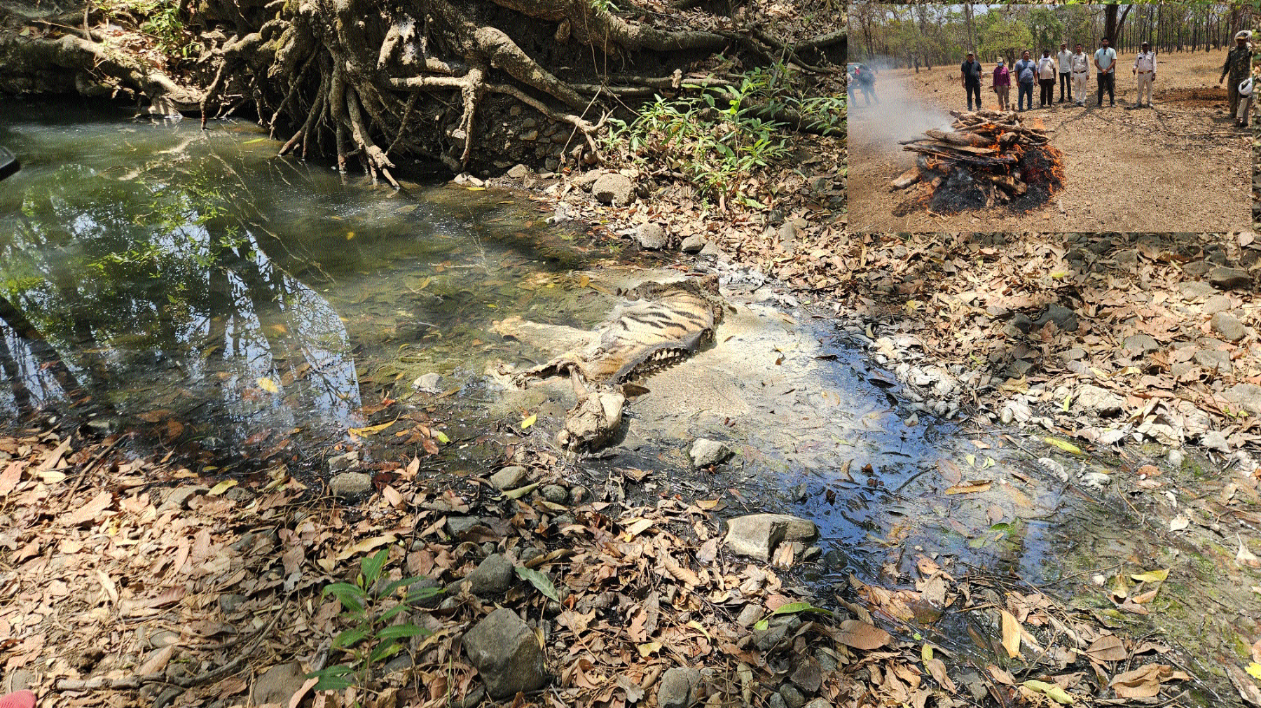 Decomposed carcass of another tiger cub