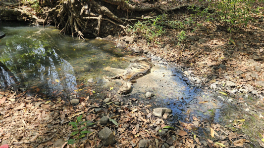 Decomposed carcass of another tiger cub found in Kanha