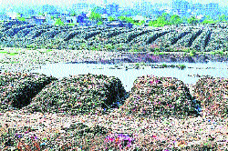 NMC to expand biogas