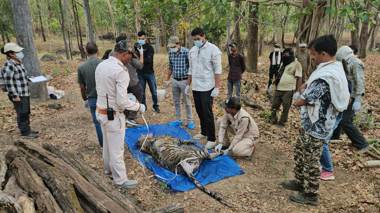 Kanha tiger cubs died