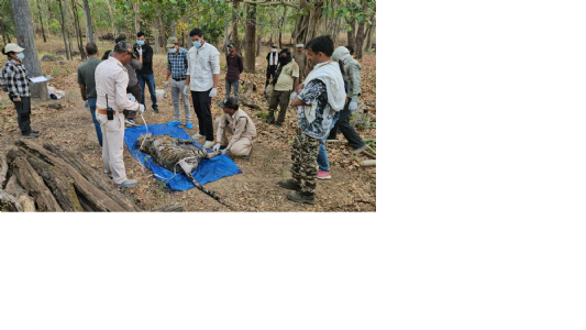 Kanha tiger cubs died of starvation