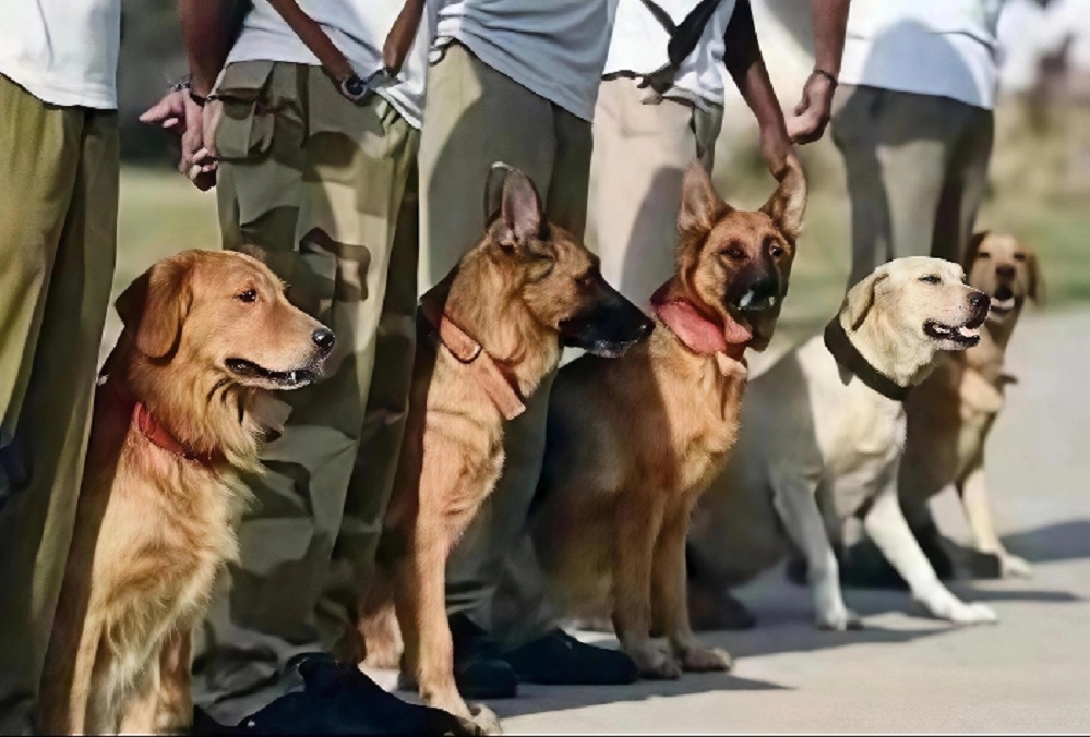 Nagpur Police Dog Squad fails to crack a single case in nine months