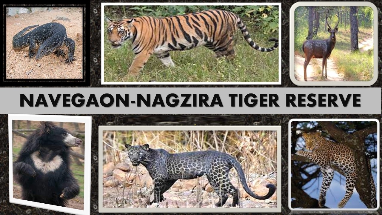 Nawegaon Nagzira Tiger Reserve