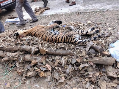 SHOCKING Third tiger cub found dead in Kanha