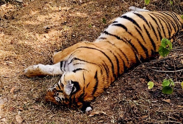 20 tiger deaths remain unsolved in Maharashtra since 2020