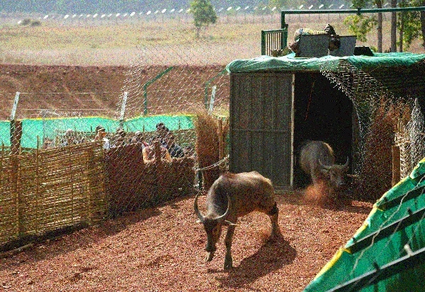 Four wild buffaloes released in Kanha