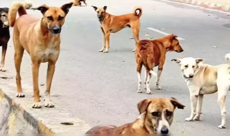 44660dog bite cases reported in