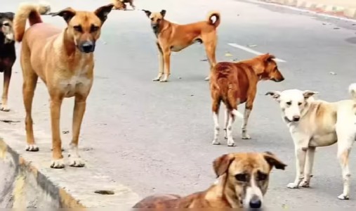 44,660 dog-bitecases reported inlast five years: RTI