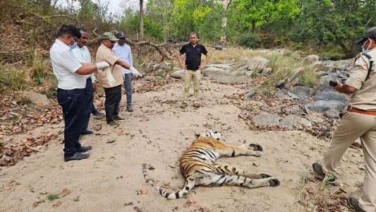 Tigress carcass found in Kanha, territorial fight suspected