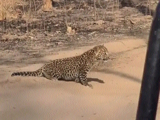 Tourists elated after 