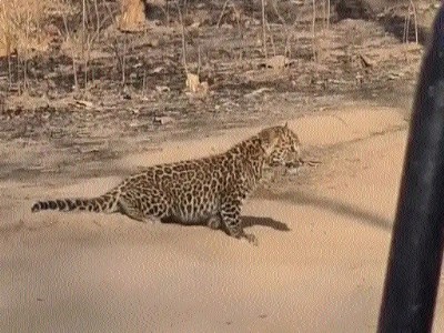 Pench: Tourists elated after sighting leopardess with three cubs