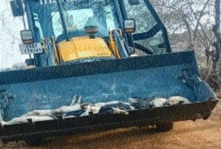 African Swine Fever cases confirmed in Durg, 300 pigs die, 150 euthanised