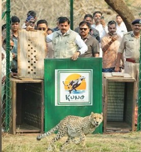 Two female cheetahs from Botswana released into wild habitat at Kuno