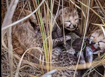 Tragedy at Kuno: 4 cheetah cubs found dead; predation suspected
