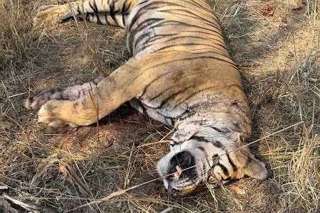 Tiger ‘Pujari’ dies in territorial fight in Bandhavgarh Reserve