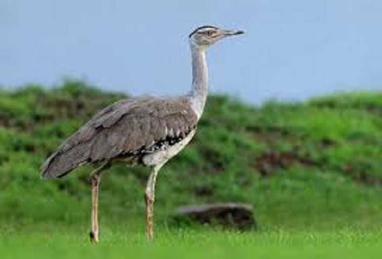 GIBs survive only in vast open grasslands which are fast vanishing