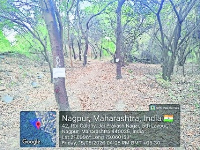 NMC to chop 61 Aamrai trees for sewage line