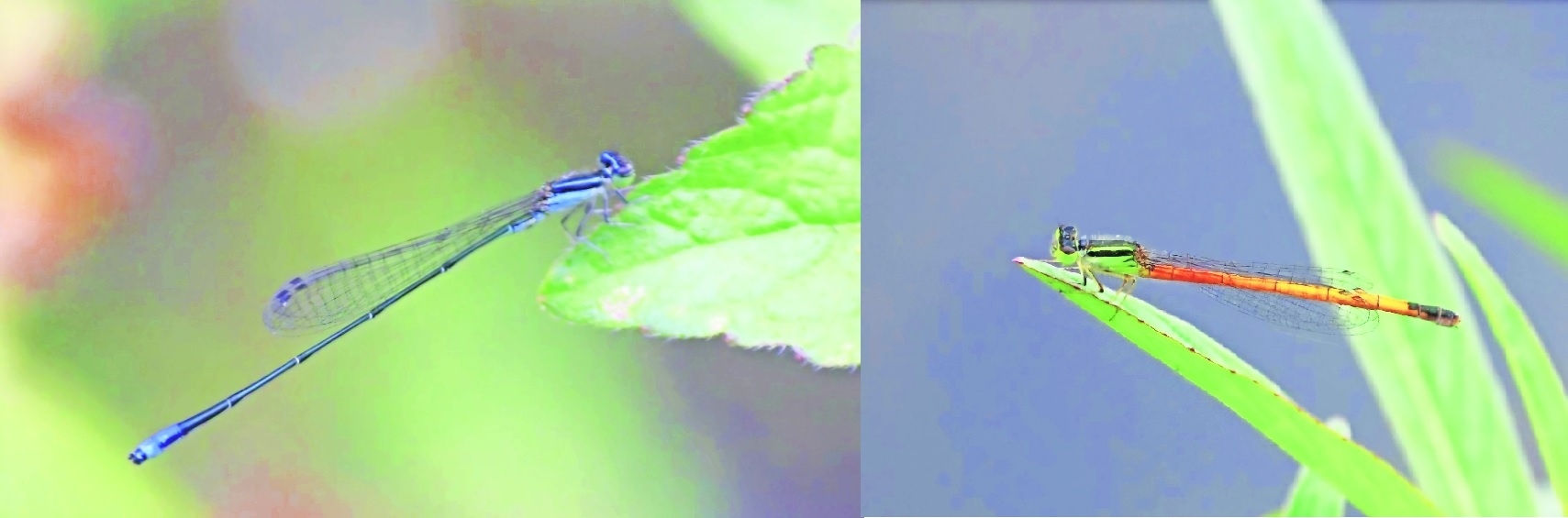 Indian Violet Dartlet