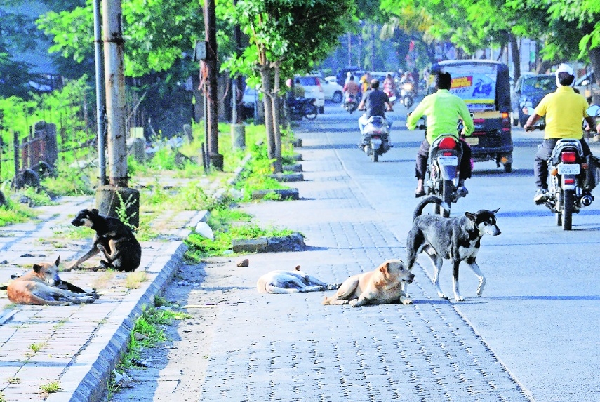 SC stray dog verdict puts cash-strapped NMC in a tight spot
