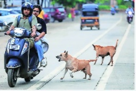 SC refuses to recall order on stray dogs sterilisation, cites right to live with dignity