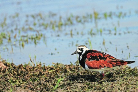 Maiden sighting of Ruddy Turnstone in lake on Umred Road