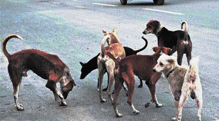 Bhopal’s Stray