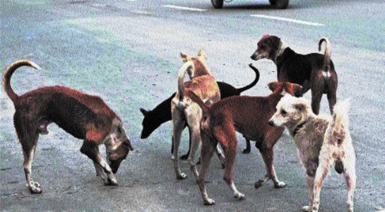 Bhopal’s Stray Dog Menace: 1.20 lakh strays, 81 people bitten daily