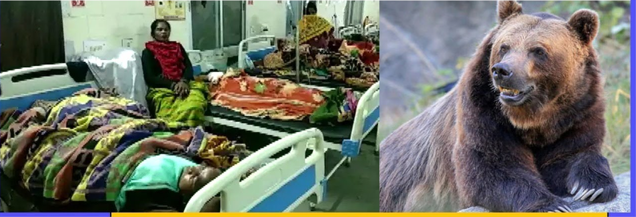 Bear attacks on rise across