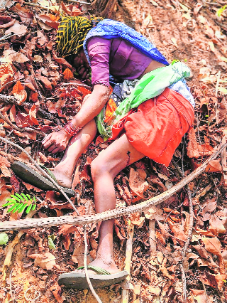 Tiger attack in Sindewahi 4 women killed