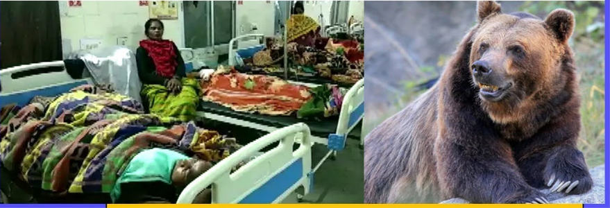 Bear attacks on rise across C’garh; 1 dead, five injured in four months