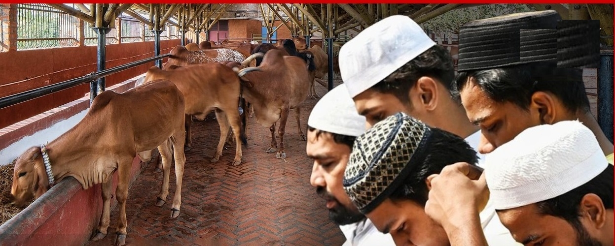 Days before Bakrid Muslim organisations in UP demand national animal status for cow