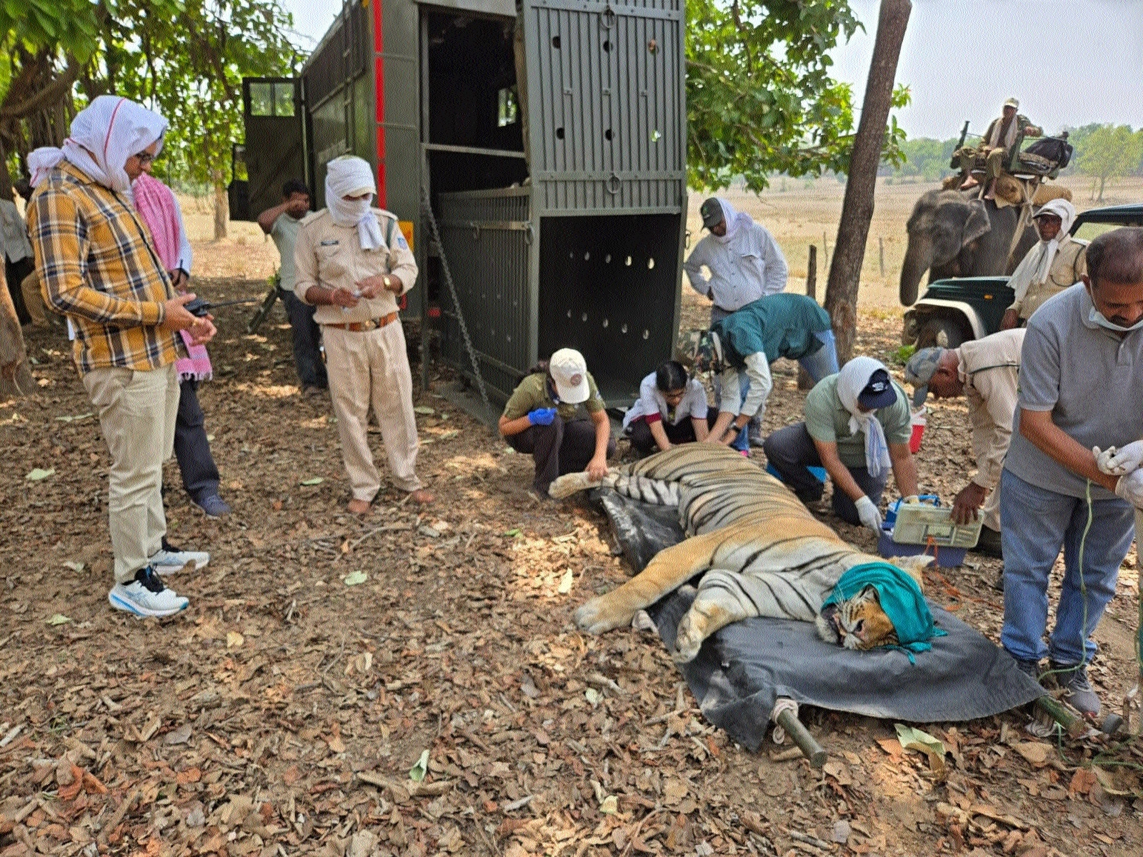Team of veterinarians treating the injured tiger at Kanha Tiger Reserve