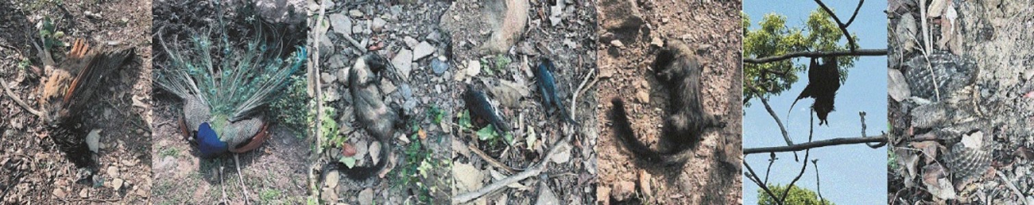 Mystery shrouds deaths of birds, wild animals in forest