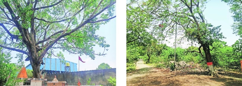 Green canopy under threat as Rlys plans Motibagh workshop expansion