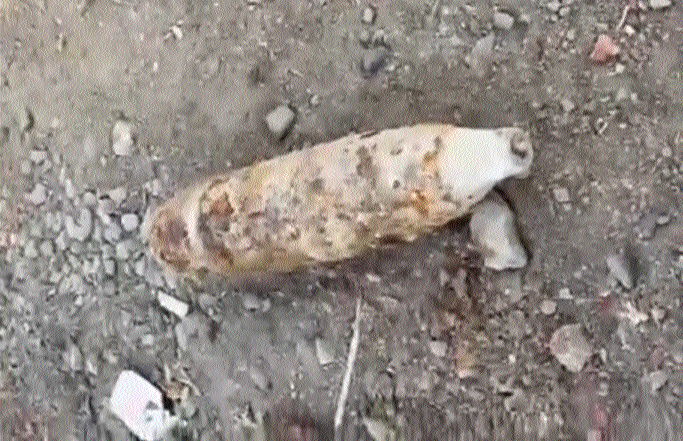 Labourers find live 