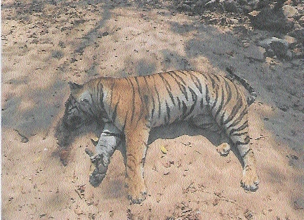 Tiger carcass