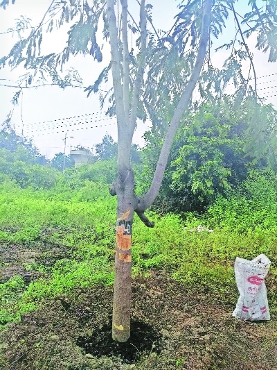 Sapling planted by MahaMetro seven years