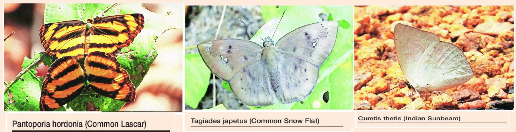 Sironcha’s hidden wings: 15 new butterfly species uncover Gadchiroli’s unseen biodiversity wealth
