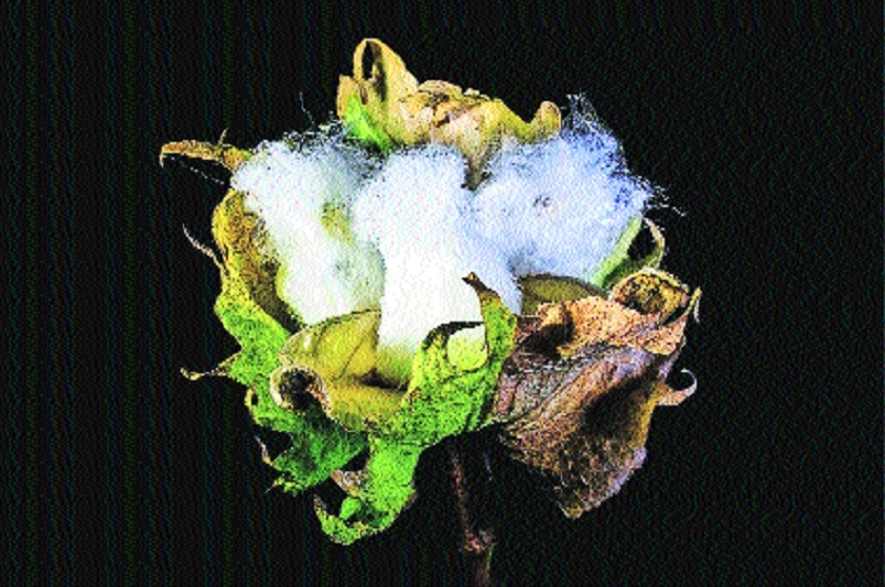 Window on vidarbha Cotton breaches