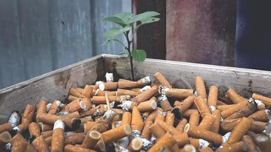 9 times more at risk: New tobaccoproducts luring children, warn experts
